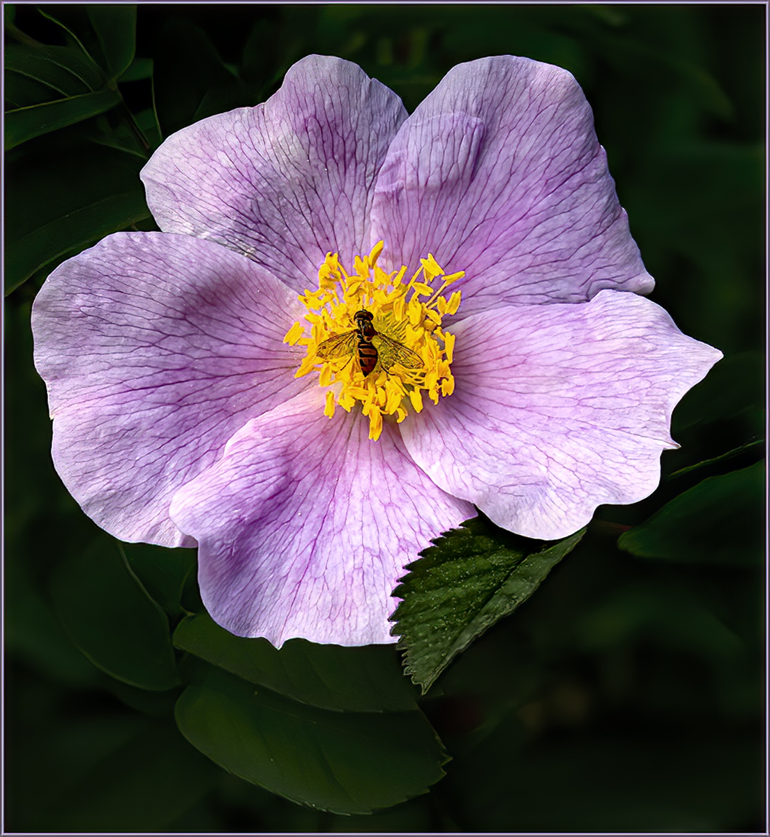 Forrest Marjorie Wild geranium with exotic fly Nature   Botanical   Class A 20260225